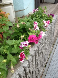 玄関前の花壇2016年夏