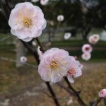 梅の花