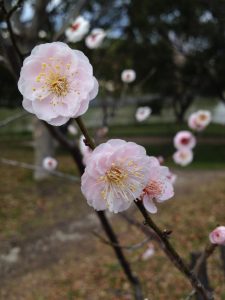 梅の花