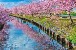 笠松河津桜ロード（松阪市）